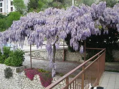 Mariza * Rabac